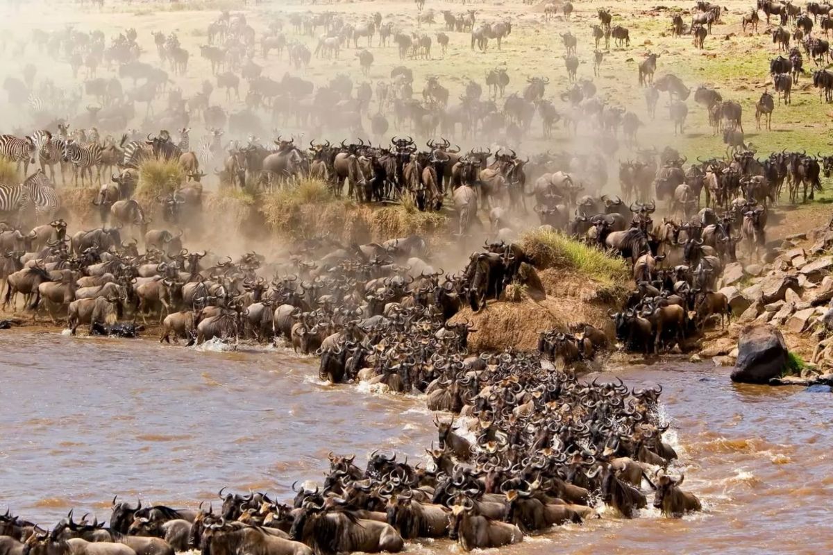 mara serengeti safari mara serengeti safari