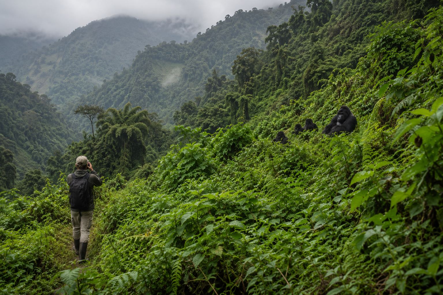 uganda gorilla trekking cost