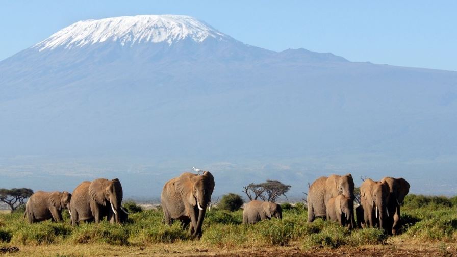 amboseli elephants