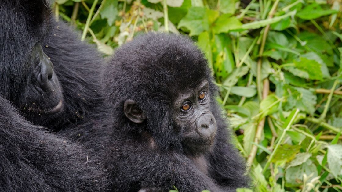 bwindi gorilla trekking