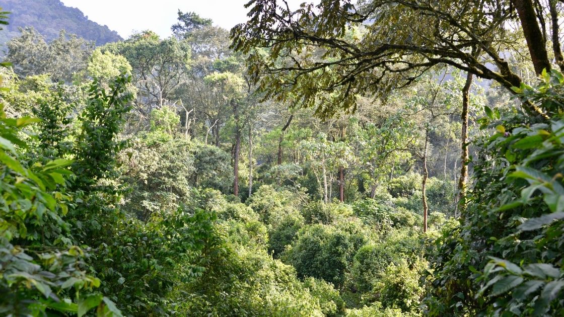 bwindi impenetrable forest