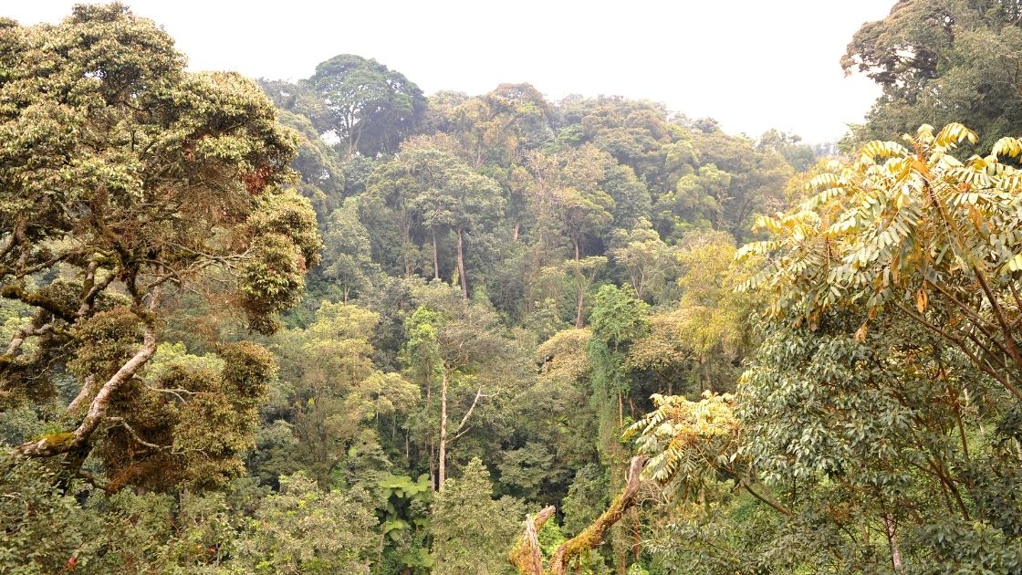 Nyungwe National Park Nyungwe National Park