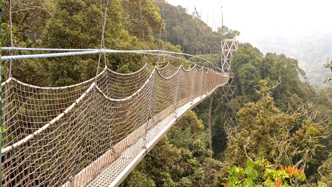 Nyungwe National Park Nyungwe National Park