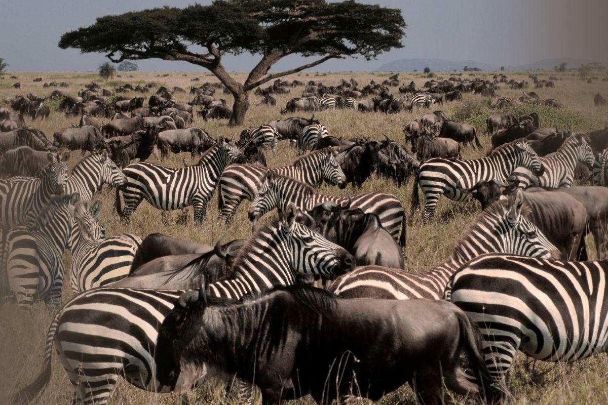 Serengeti Guide