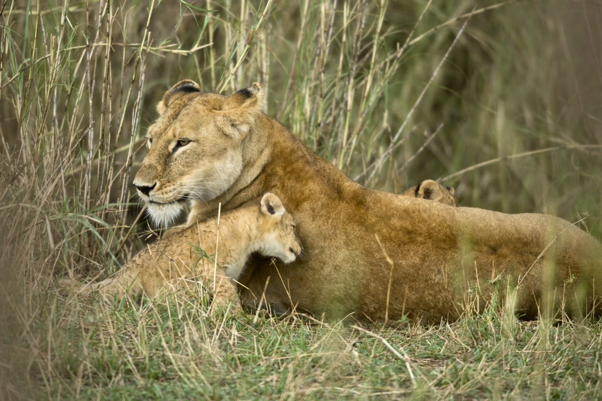 Serengeti Guide