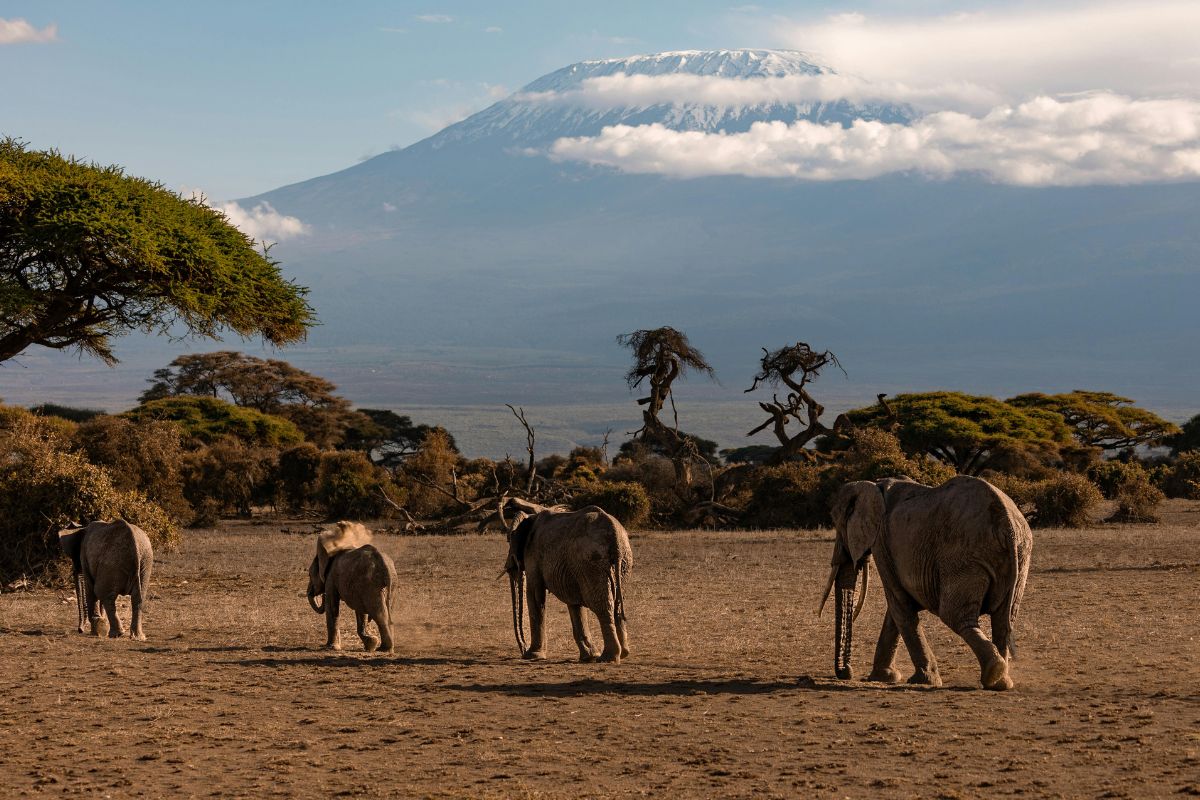 Amboseli elephants with Mount Kilimanjaro Views