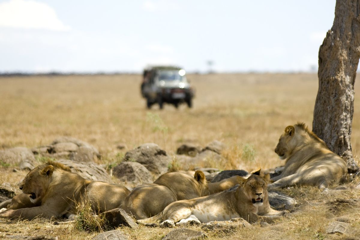 Mara Conservancies