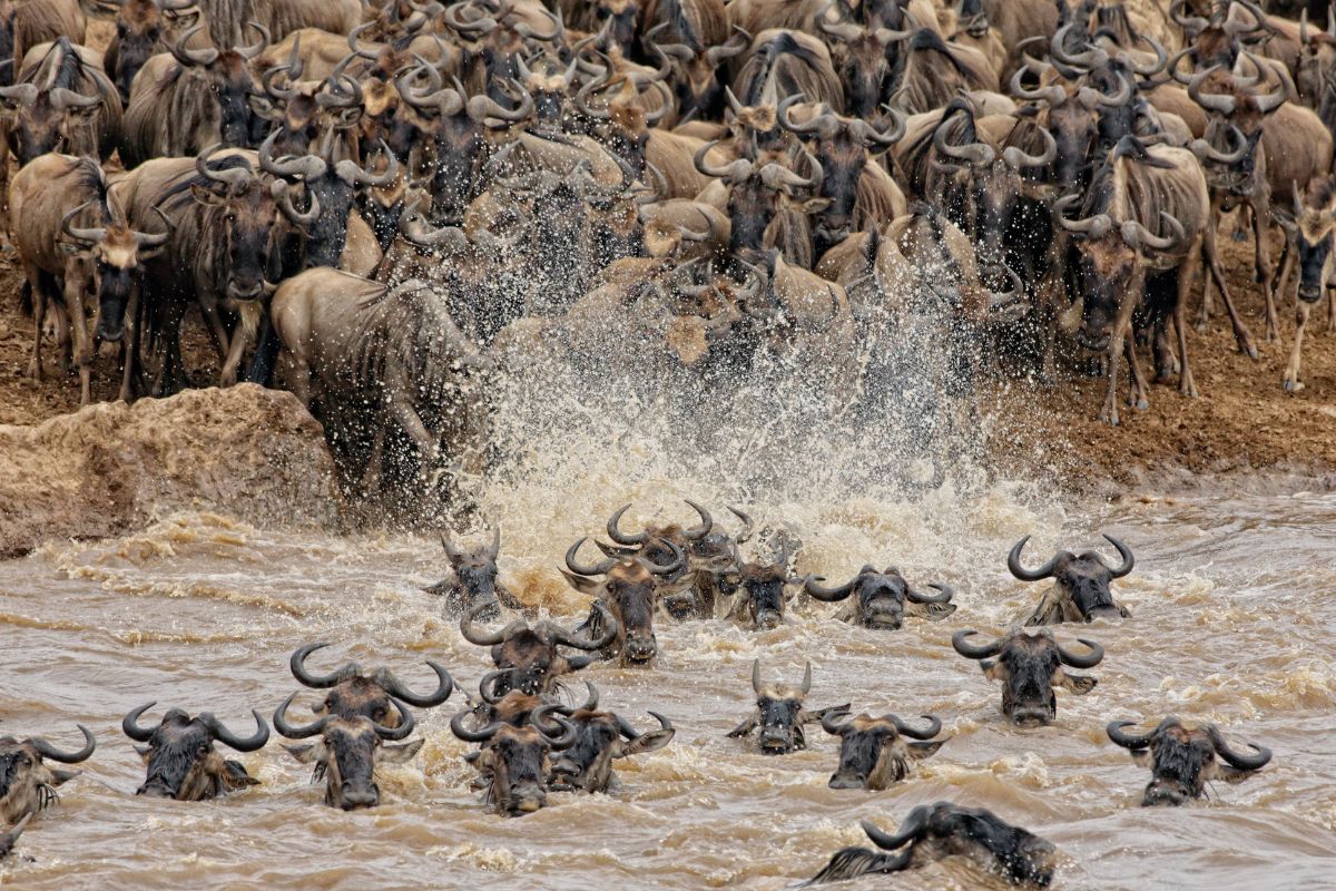Wildebeest Migration - Mara Crossings
