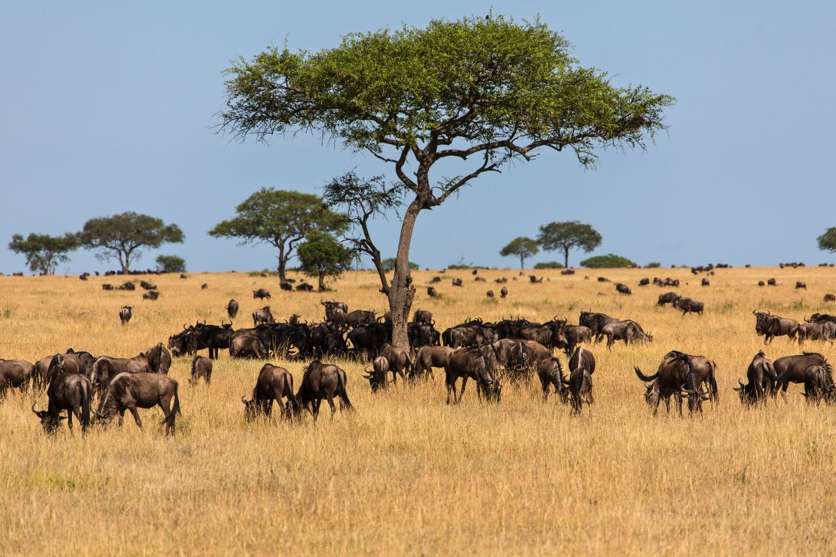 Serengeti Plains